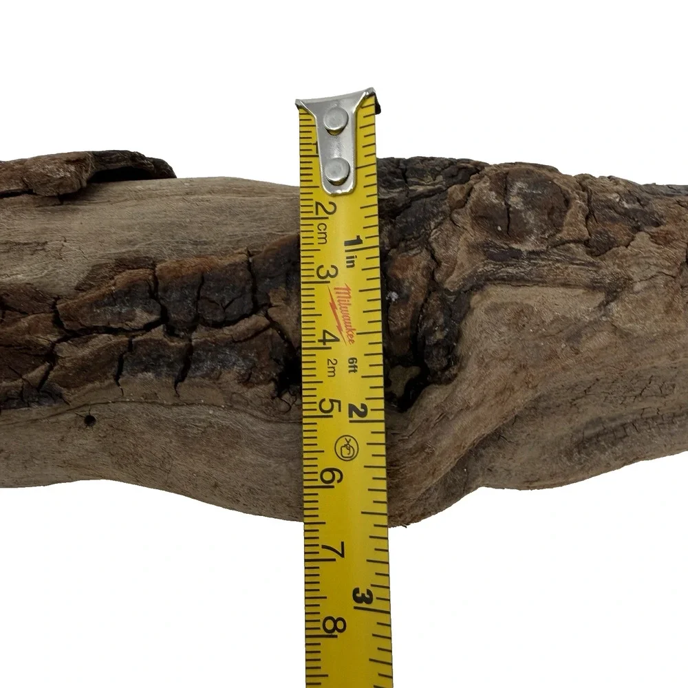 Curved California Coast Driftwood Branch – Sinuous Form 19” Natural Wood
